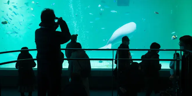 行ったことある水族館