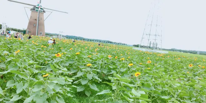 6月末限定！絶景花スポット🌼めぐりドライブとデカ盛りグルメ