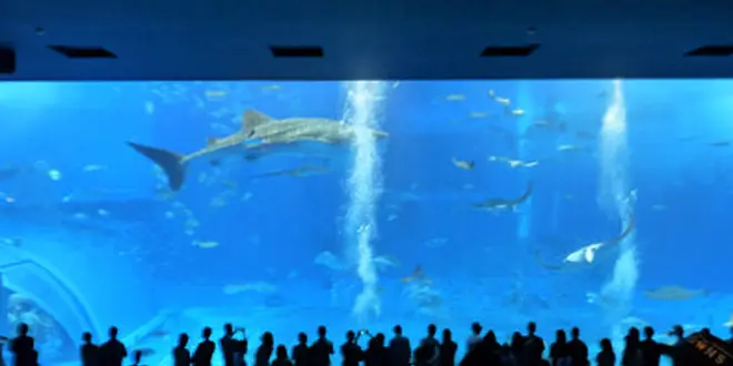 見て、食べて、くつろぐ！沖縄本島北部をドライブ♪