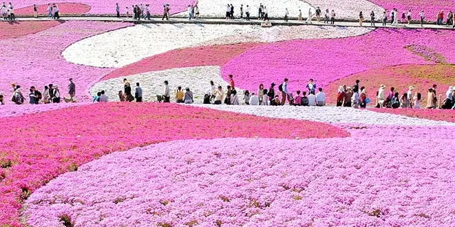 秩父で芝桜の花見に行こう!!