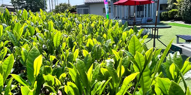 お茶についてのAtoZ✨茶畑から食卓まで🌱お茶好きの、お茶好きのための、お茶プラン🍵