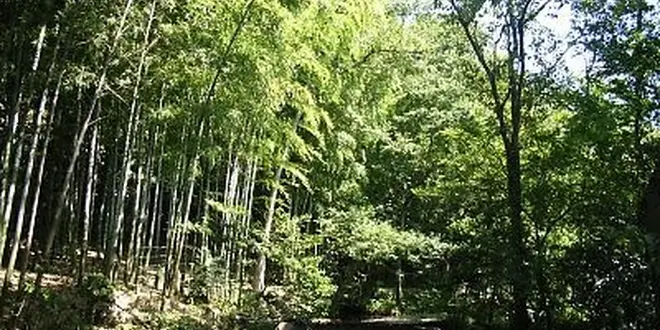 都内唯一のヒカリモ見学＆絶品かき氷☆仙川で暑い夏を楽しもう！