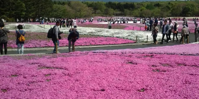 JR東日本 世界遺産富士山フリー切符で行く  雪被りの富士山と芝桜旅