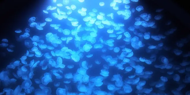 世界一のクラゲに魅了される旅