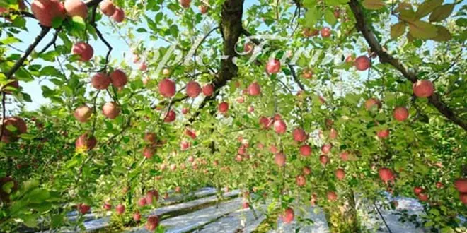 秋の行楽、りんご狩り！栃木県 矢板市 高原山。