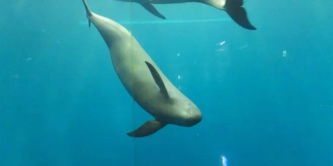 鳥羽周辺で水族館とか廃校とか