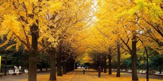 光が丘公園に行こう！