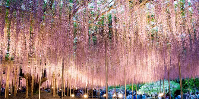 GWの写真撮影なら芝桜と夜藤を満喫コース