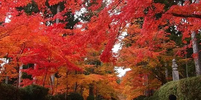世界遺産 高野山へ 紅葉を見に行こう！！