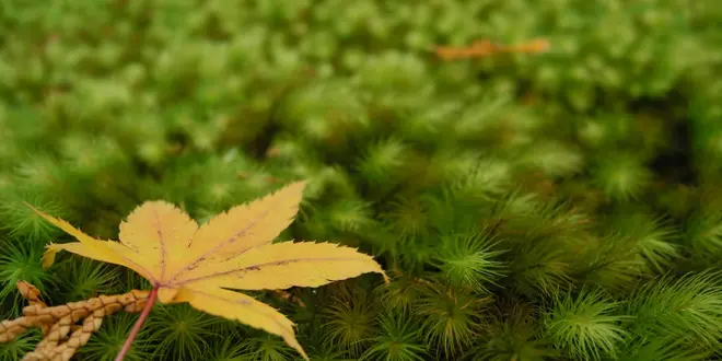 秋の紅葉、京都三千院でぶらり御朱印散歩