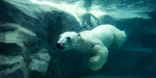 地元民オススメ 旭山動物園と一緒に行きたい周辺スポット