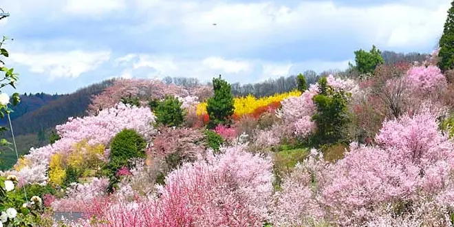 四季を楽しむ福島市〜二本松エリア