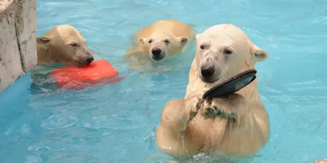 野生動物にも会えるかも！？円山動物園と円山公園をお散歩しよう