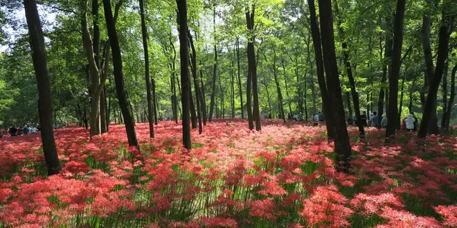 巾着田で曼珠沙華を撮ろう