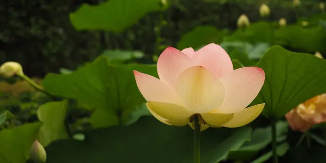 ［二宮町～中井町］花が豊かな このエリア、旅の最後は中井町で足湯カフェ♪