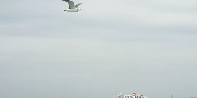 東京湾フェリーを使って神奈川・千葉を満喫！！久里浜・金谷で美味しいものに出会おう♪