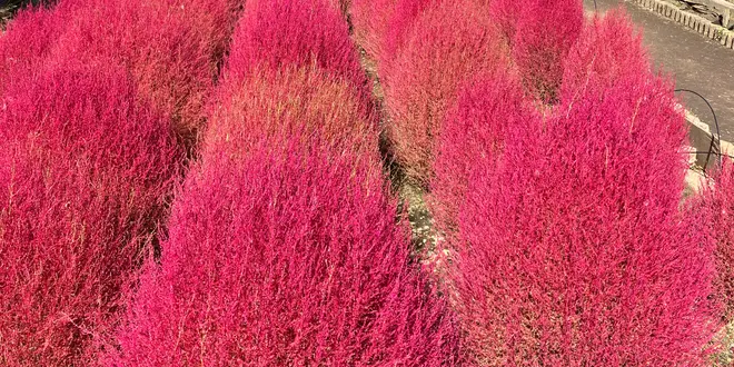 【秋の河口湖】ひとり旅・1泊