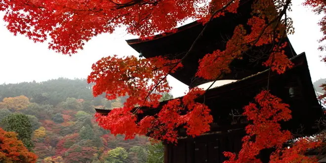 京都西山のもみじ狩りスポット