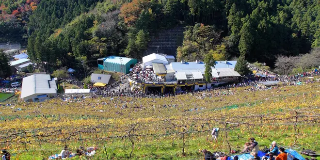 ココ・ファーム・ワイナリーの収穫祭に行ってみよう！／足利