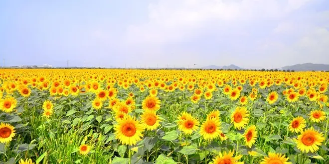 デートや家族連れにオススメ！岡山県笠岡市で花を巡る休日。