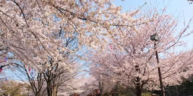 飛鳥山公園でお花見デート♪