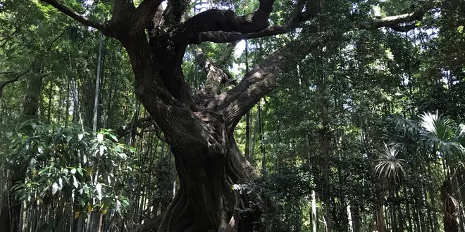 らんまんロケ地