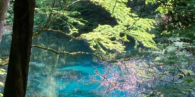 2023年世界遺産白神山地の旅