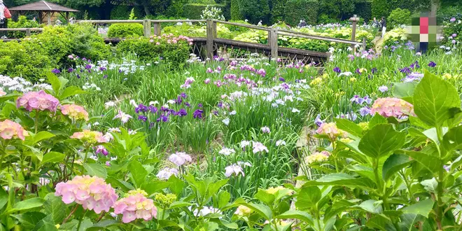 都心から1時間｡菖蒲を見る小旅行。