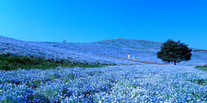 茨城ネモフィラの旅