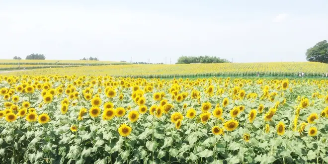 一面のひまわりの後は自然の中でゆっくりお茶でも…♩
