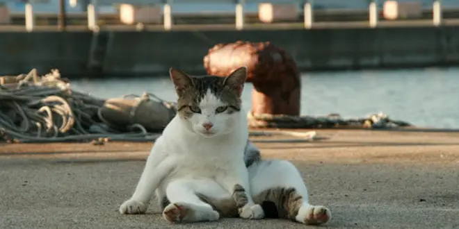 石巻から猫の島「田代島」へ！🐈