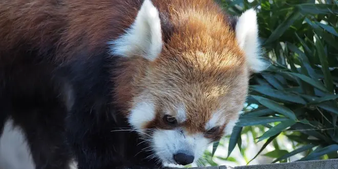 【横浜】無料の動物園から中華街、三渓園をめぐる休日