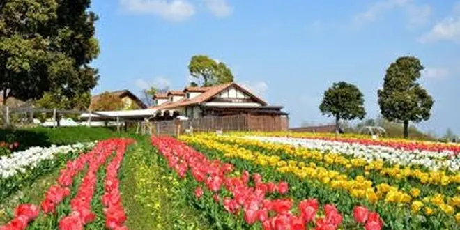 大阪の餅つき大会を巡る旅2016