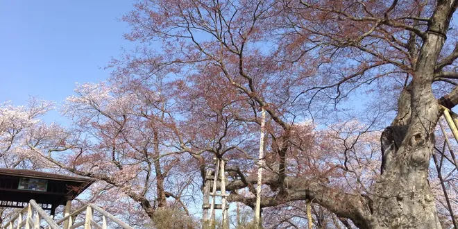 平安〜幕末まで、歴史ある田園地域神指町(これでも会津若松市です。）