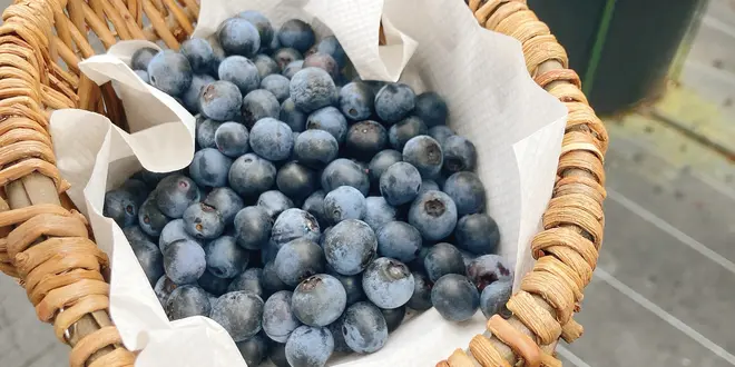 【夏】東京から車で日帰りスポット