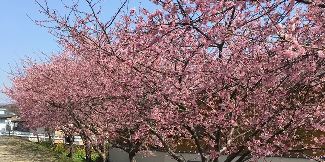 熱海・函南の桜めぐり