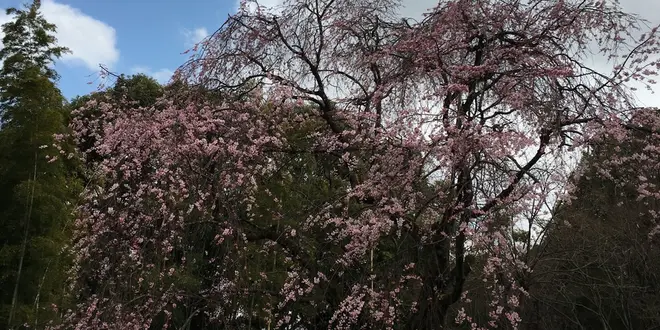 【松戸】花めぐり
