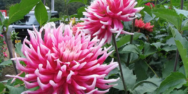 ダリア園＠埼玉県小鹿野町両神薄8160-1