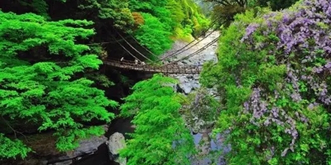 戻りガツオを食す旅🐟四国