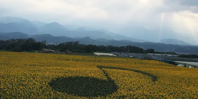 桃パフェにひまわり畑、花火…インスタが盛り上がるスポット満載！山梨夏の小旅行♪