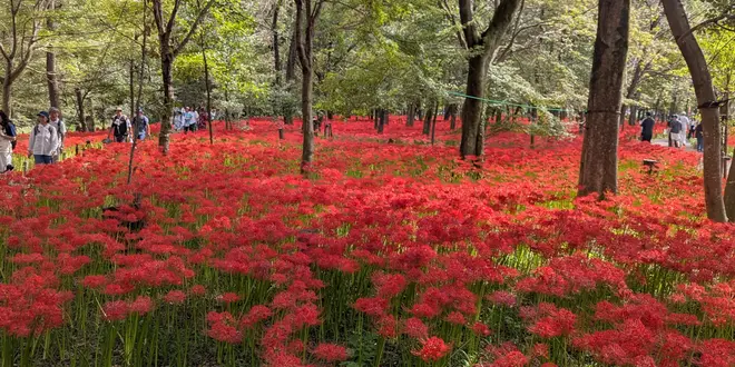 埼玉県巾着田の彼岸花＆ヴィーガンカフェ