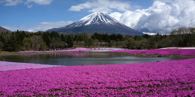 富士山芝桜&ホットスポット巡礼