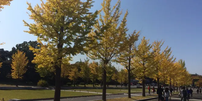 手軽に行ける紅葉スポット、昭和記念公園でぷらぷらしよう