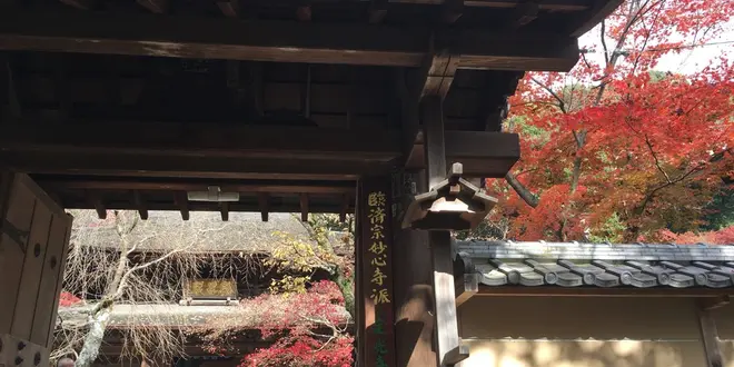 ✨名古屋で紅葉狩り