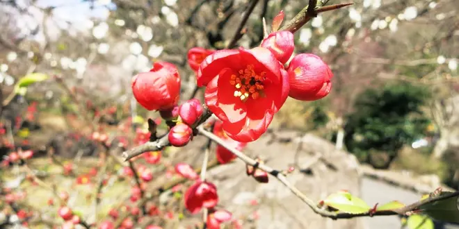 熱海の梅と桜とゆりかもめ