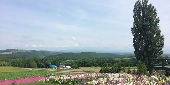 富良野と美瑛のお花の旅