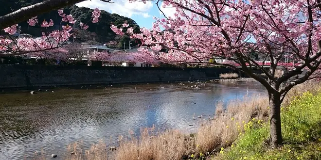 伊東温泉と河津桜祭り