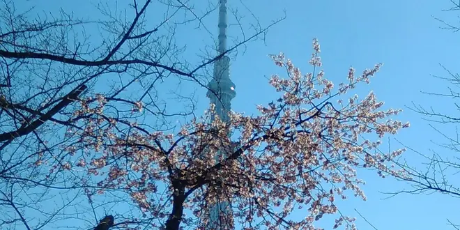 テラスが気持ち良い隅田川散歩　蔵前橋(両国)～吾妻橋(浅草)