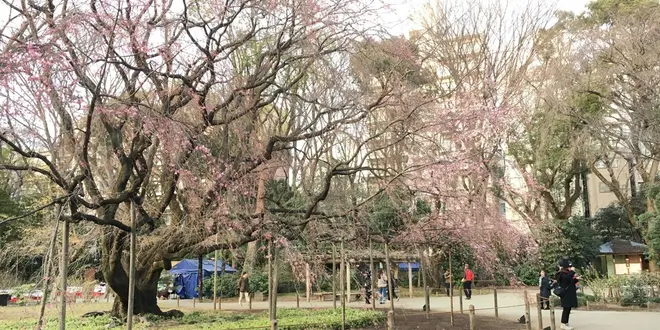 山手線さんぽ。駒込駅