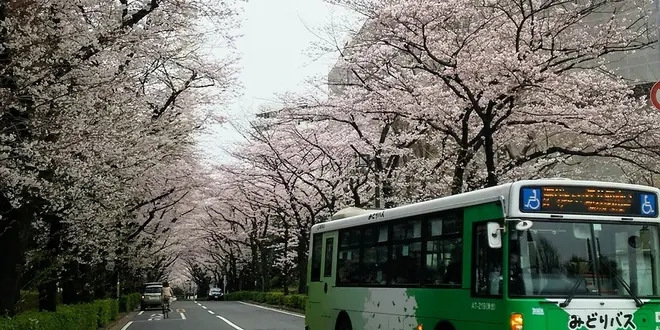 🌸練馬区のお花見情報🌸